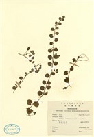 藏品(普刺特草(銅錘玉帶草))的圖片